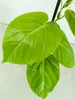 Set de 4 plantas de granadilla (Passiflora ligularis) – Vista previa de la imagen del producto 4