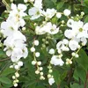 2 x  Prunkspiere  - Exochorda 'The Bride'  | 50-60 cm v Náhľad obrázku produktu 1