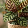 Calathea Makoyana Pfauen Korbmarante 70cm - Zimmerpflanze Produktbild-Vorschau 4