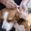 200 Lange Wattestäbchen für Hunde & Katzen Ohrreinigung Produktbild-Vorschau 2