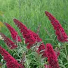 Green boutiQ - Tuinplant - Buddleja davidii Royal Red - Voir les images du produit 5