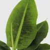 Bananaier nain - Musa 'Oriental Dwarf' - Hauteur 25-40cm - Voir les images du produit 3