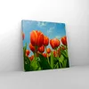 Bild auf Leinwand - Leinwandbild - Tulpe Blume blauer Produktbild-Vorschau 4