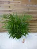 [Palmenlager] Goldfruchtpalme 120 cm - Dypsis lutescens - Produktbild-Vorschau 3