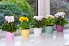 KADAX Matte Blumentopf "Agen", Pflanzkübel mit Untersetzer, Produktbild-Vorschau 6