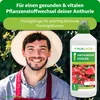 Purgrün Anthurium-Dünger | Flüssigdünger für Blüten & Produktbild-Vorschau 2