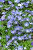 Anemone blanda 'Blue Shades', Balkan-Windröschen, blau, ca. Produktbild-Vorschau 2