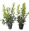 10x Kirschlorbeer Caucasica 60–80 cm | Winterharte Produktbild-Vorschau 2