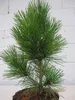 Pinus thunbergii Corticosa - Japanische Korkrinden Produktbild-Vorschau 1