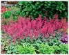 Stauden Gänge 3 x Heuchera Hybride 'Paris' im 1 Liter Topf Produktbild-Vorschau 1