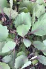 Enseleits Rotkohl, Rotkohl Pflanzen im 10er Set Produktbild-Vorschau 1