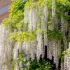 Glycinie Wisteria floribunda Alba - bílé kvety - 11cm x Náhled obrázku produktu 1