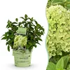 Green boutiQ - Gartenpflanze - Hydrangea panniculata Produktbild-Vorschau 1