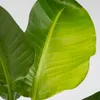Strelicja - 2 szt - Strelitzia nicolai - Wysokość 55-70cm - Podgląd zdjęcia produktu 4