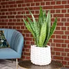 Bogenhanf - pflegeleichte Zimmerpflanze, Sansevieria Produktbild-Vorschau 2