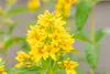 Gewöhnlicher Gilbweiderich - Lysimachia vulgaris -  Produktbild-Vorschau 2