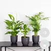 Bloomique - Mix 3 - Rośliny do sypialni - Spathiphyllum, Podgląd zdjęcia produktu 2