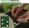 Dill Gewöhnlicher Samen - Anethum graveolens - Dillsamen - Produktbild-Vorschau 4