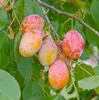 Zwetschenbaum `Tipala´ ® - Robuste, gelbfruchtige Produktbild-Vorschau 2