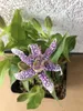 6 x Tricyrtis hirta - Lys des crapauds - pot 9x9 cm Voir les images du produit 1