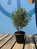Sunny Tree - Olivier - Olea Europaea en forme d'arbuste - Voir les images du produit 5