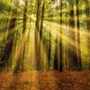Unser Wald / Forest Nature 2027 Produktbild-Vorschau 10