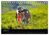 Whippets in Aktion (Tischkalender 2027 DIN A5 quer), Produktbild-Vorschau 12