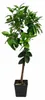 Citrus sinensis Sanguinello 120–140 cm – drzewko pomarańczy Podgląd zdjęcia produktu 4