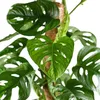 Bloomique - Monstera Adansonii avec tuteur - Plante 'Monkey Voir les images du produit 3