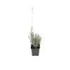 6 x levanduľa  - Lavandula angustifolia 'Dwarf Blue'  | Náhľad obrázku produktu 2