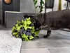 TrendPet palla da fiuto, verde, legata a mano, gioco di Anteprima dell’immagine prodotto 2
