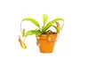 Gardners Nepenthes alata, průměr 12 cm Náhled obrázku produktu 1