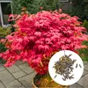 Semena Acer Palmatum - balení 10 ks - Exotická semena - Náhled obrázku produktu 1