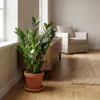 Bloomique - Zamioculcas Zamiifolia - Palma doniczkowa - Podgląd zdjęcia produktu 4