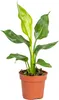 Strelitzia Reginae - Paradiesvogelpflanze - Produktbild-Vorschau 1