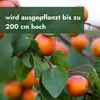 Meine Orangerie - Zwergobst Stämmchen Aprikose - Produktbild-Vorschau 5