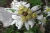 SAFLAX - Edelweiss - Leontopodium alpinum - 500 Samen Produktbild-Vorschau 6