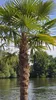 A palm tree stands by a body of water with trees in the background. Produktbild-Vorschau