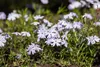 Phlox subulata 'Emerald Cushion Blue', Polsterphlox, blau, Produktbild-Vorschau 10