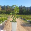 Kalina Koralowa Roseum 2L Podgląd zdjęcia produktu 2