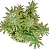 Austrocylindropuntia subulata – nenáročný opunciový keř – v Náhled obrázku produktu 2