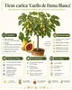 Ficus carica Cuello de Dama Blanca – fíkovník 70–100 cm, Náhled obrázku produktu 2
