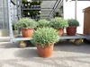 echter Lavendel XL BUSCH Ø 40cm, Höhe 40 cm, Lavandula Produktbild-Vorschau 10