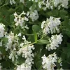 6 x záhradná mačka - Nepeta 'Snowflake'  | Kvetináč 9 cm x Náhľad obrázku produktu 2