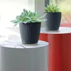 Two potted succulents are displayed on cylindrical tables, one gray and one red, in front of a window. Produktbild-Vorschau