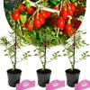 Three potted goji berry plants with red berries on branches above them. Náhľad obrázku produktu