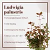Aquarium Pflanze Ludwigia palustris AquaOne Nr.335B Produktbild-Vorschau 2