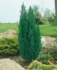 Chamaecyparis lawsoniana 'Ellwoodii', Blaue Scheinzypresse, Produktbild-Vorschau 10