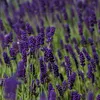 6 x levanduľa  - Lavandula angustifolia 'Hidcote'  | Náhľad obrázku produktu 2