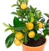 Calamondinorange - Citrofortunella microcarpa - Höhe ca. 46 Produktbild-Vorschau 2